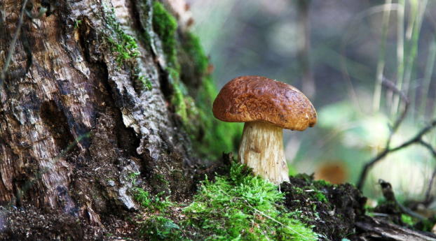 fungus, wood, moss Wallpaper 1280x720 Resolution