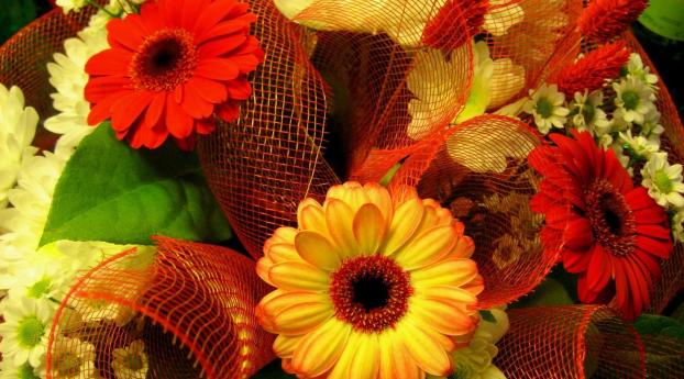 gerbera, colorful, flowers Wallpaper 320x480 Resolution