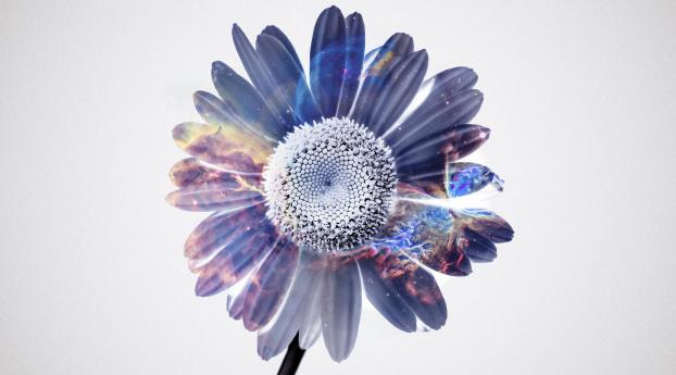 Gerbera Flower Fantasy Wallpaper 2560x1600 Resolution