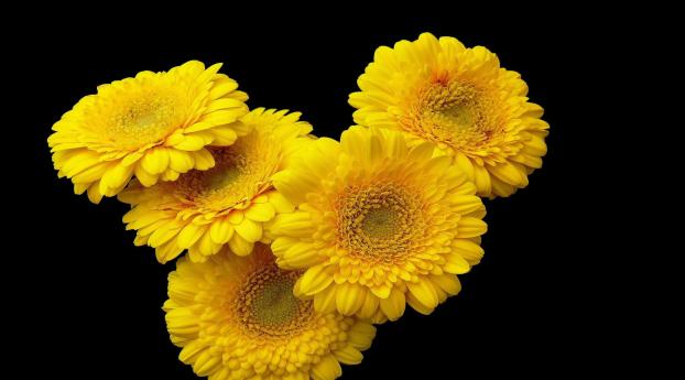 gerbera, flower, yellow Wallpaper 1080x2220 Resolution
