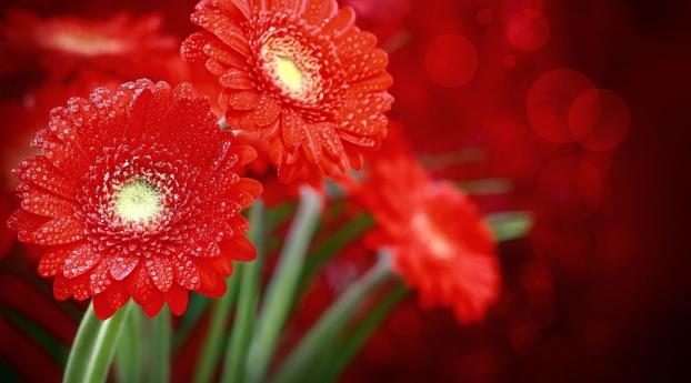 gerbera, flowers, red Wallpaper 1440x900 Resolution