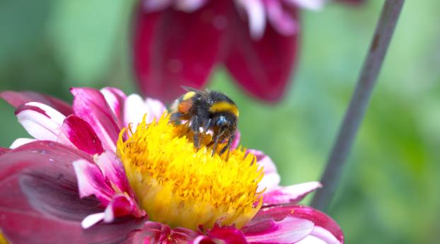 gerogina, bee, pollination Wallpaper