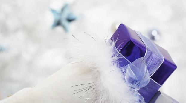 gift, ribbon, feathers Wallpaper 2560x1440 Resolution