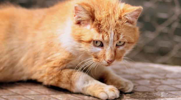 ginger cat, kitten, eyes Wallpaper 1235x338 Resolution