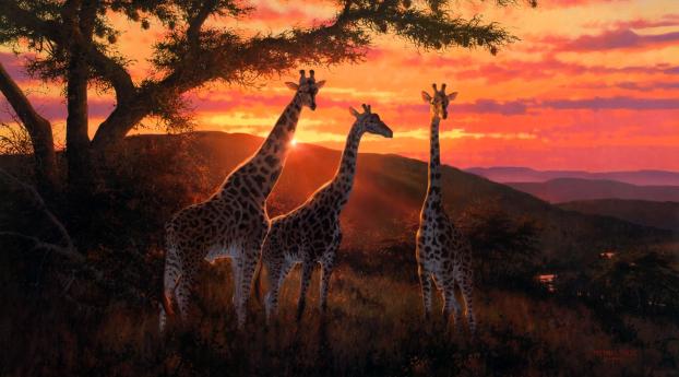Giraffe Photography Wallpaper 640x1136 Resolution