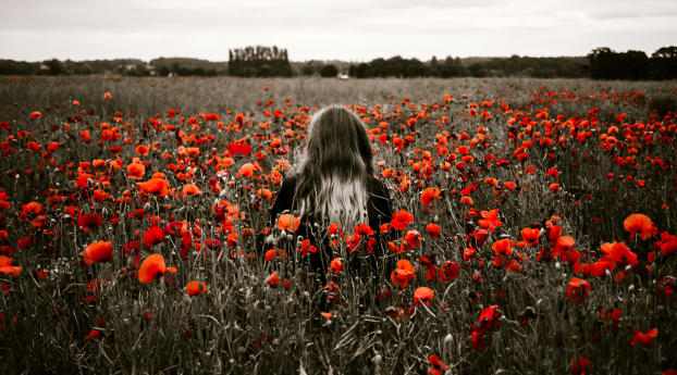 girl, field, poppies Wallpaper