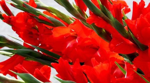 gladioli, red, flowers Wallpaper 1620x2160 Resolution