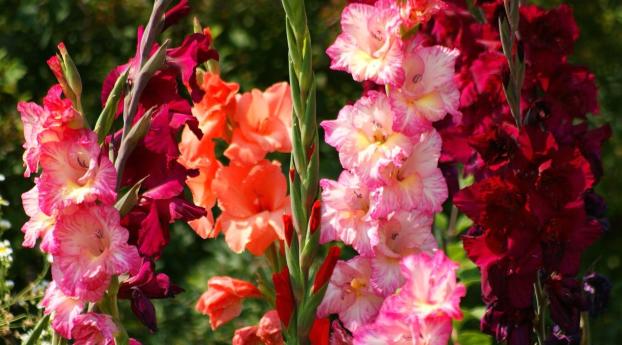 gladiolus, flowers, bright Wallpaper 1280x800 Resolution