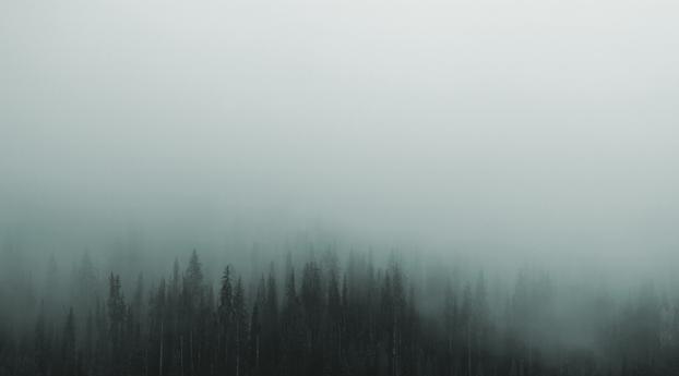 Gloomy Mist Wallpaper 640x960 Resolution