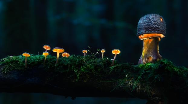 Glowing Mushroom HD Wallpaper