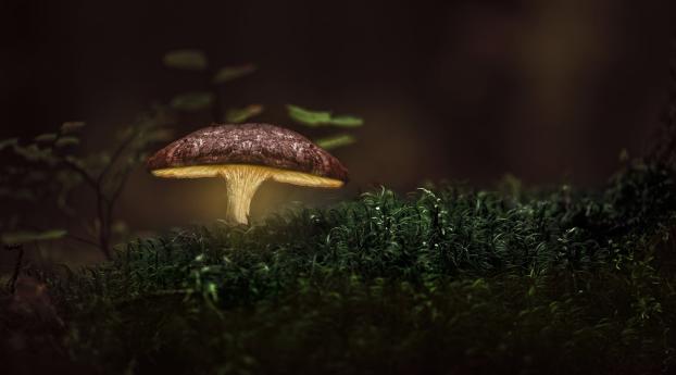 Glowing Mushroom Wallpaper 1280x1024 Resolution