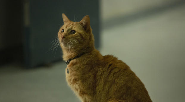 3840x2060 Goose The Cat in Captain Marvel 3840x2060 Resolution Image ...