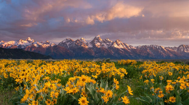 Grand Teton National Park 5K Balsamroot Wildflowers Wallpaper 1600x400 Resolution