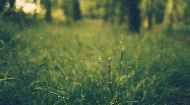 grass, blur, field Wallpaper 2932x2932 Resolution