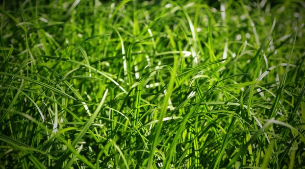 grass, close-up, green Wallpaper 1235x338 Resolution