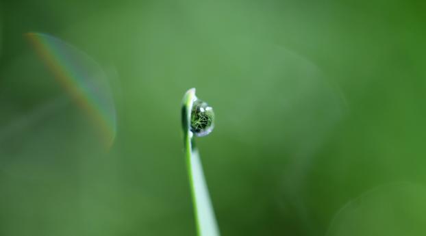 grass, drop, dew Wallpaper 320x320 Resolution