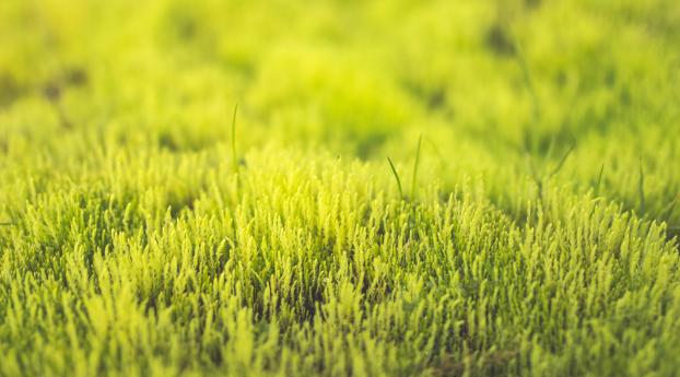 grass, green, close-up Wallpaper 1280x1024 Resolution