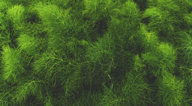 grass, green, plant Wallpaper 1366x768 Resolution