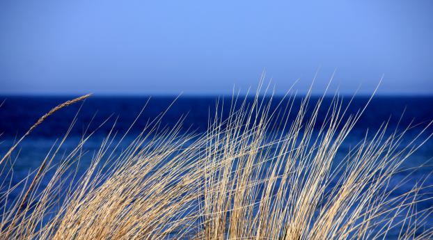 grass, sea, wind Wallpaper 2560x1600 Resolution
