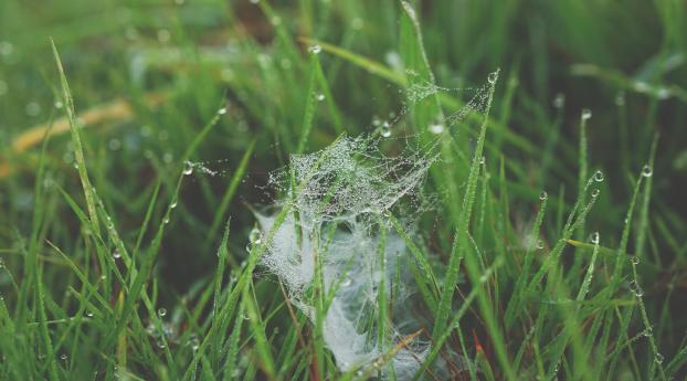 grass, spiderweb, dew Wallpaper 2048x1152 Resolution