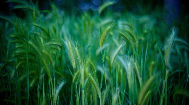 grass, stalks, green Wallpaper 1440x2560 Resolution