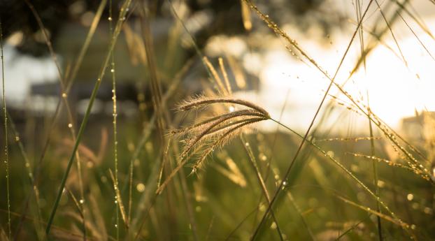 grass, sunlight, close-up Wallpaper 640x960 Resolution