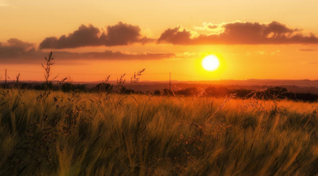 grass, sunset, field Wallpaper 1280x720 Resolution