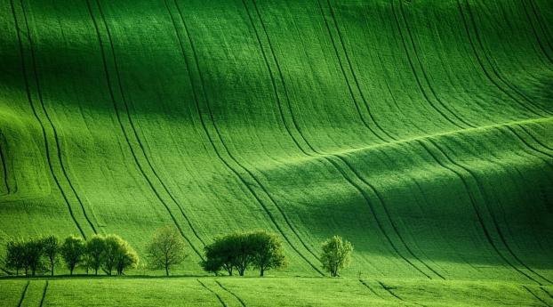 Green Meadow Field Wallpaper 1440x3200 Resolution