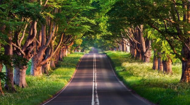 Green Road HD Forest Photography 22 Wallpaper 3840x2300 Resolution