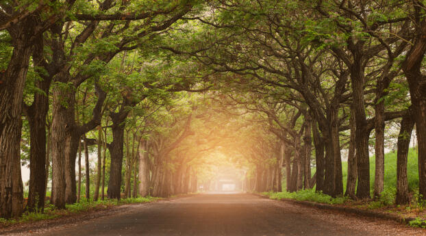 Greeny Forest Path HD Wallpaper 1900x600 Resolution