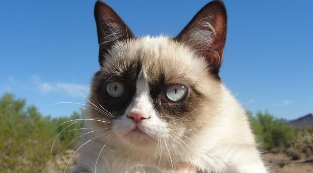 grumpy cat, cat, dissatisfied Wallpaper 1080x2400 Resolution
