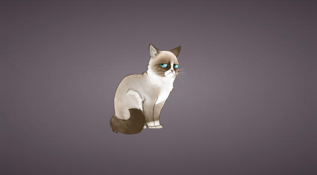 480x484 grumpy cat, meme, cat Android One Wallpaper, HD Vector 4K  Wallpapers, Images, Photos and Background - Wallpapers Den