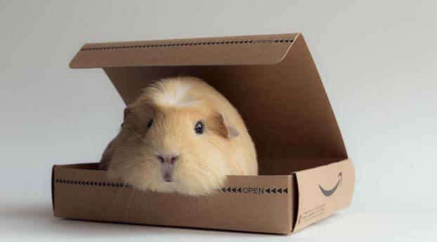 guinea pig, box, rodent Wallpaper 2932x2932 Resolution
