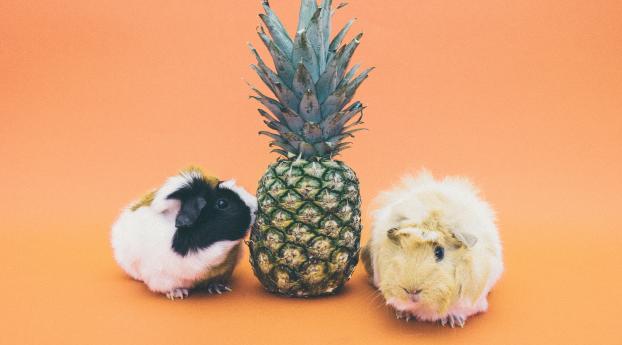 guinea pigs, pineapple, rodent Wallpaper 769-x4320 Resolution