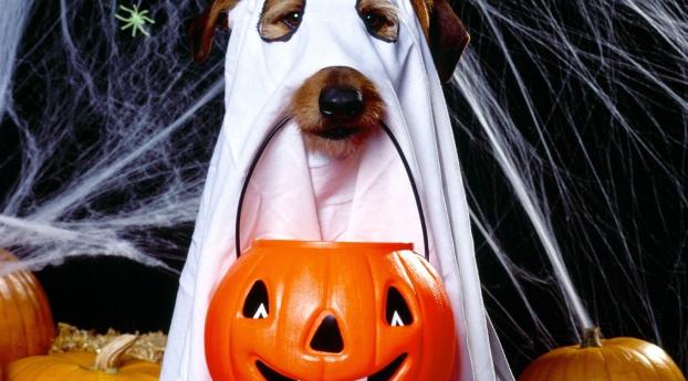 halloween, holiday, dog Wallpaper 360x640 Resolution
