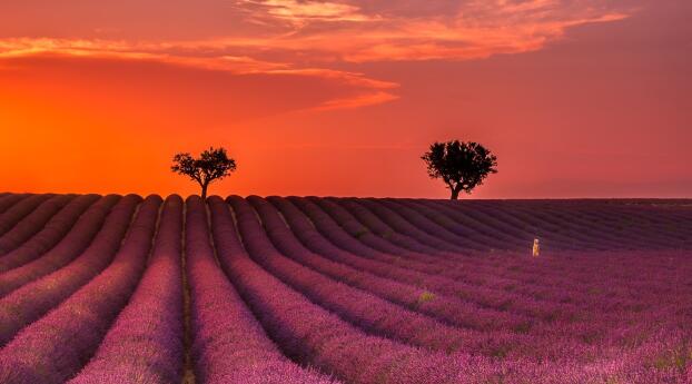 HD Lavender Field Photography Wallpaper 1440x1440 Resolution