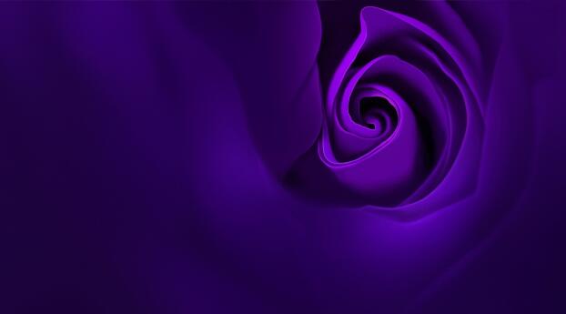 HD Purple Rose Wallpaper