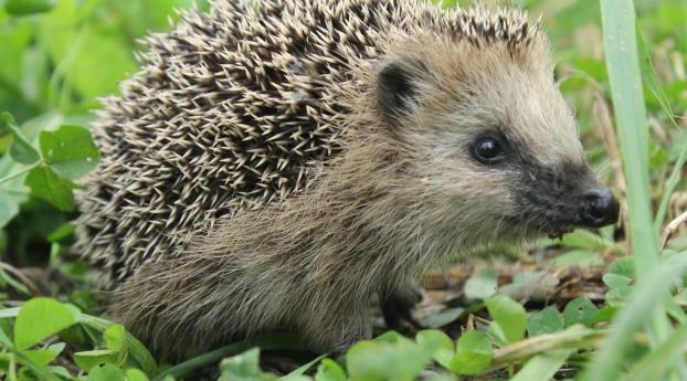 hedgehog, grass, muzzle Wallpaper