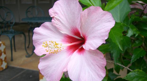 hibiscus, blossoms, rose Wallpaper 1080x2280 Resolution