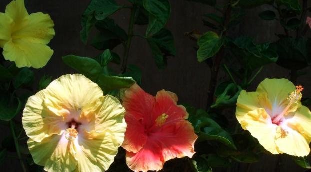 hibiscus, plant, branches Wallpaper