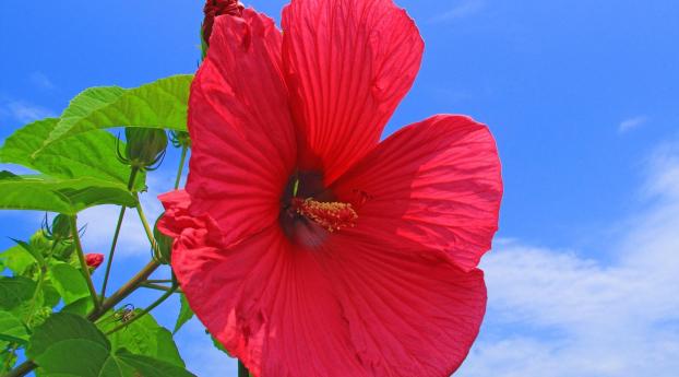 hibiscus, red, bright Wallpaper 1080x2280 Resolution