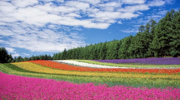 hokkaido, japan, flowers Wallpaper 1080x2160 Resolution