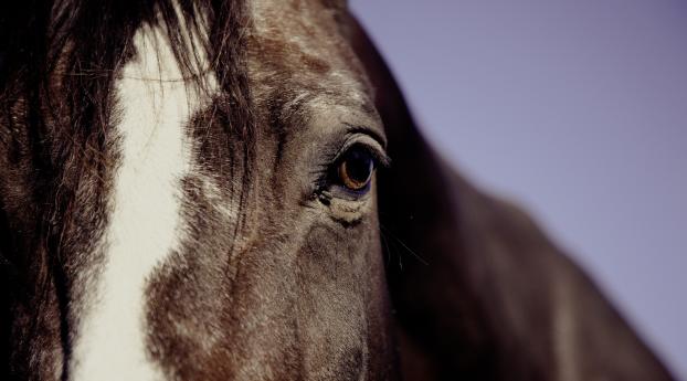 horse, eyes, mane Wallpaper 960x544 Resolution