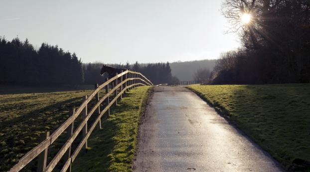 horse, fence, road Wallpaper 2560x1440 Resolution