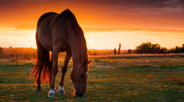 horse, field, pasture Wallpaper 1080x2280 Resolution