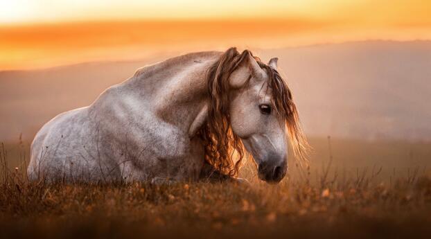 Horse HD Photography Wallpaper 640x960 Resolution