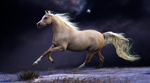horse, mane, running Wallpaper 1440x720 Resolution