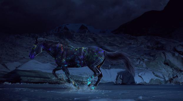 horse, paints, water Wallpaper 1600x900 Resolution