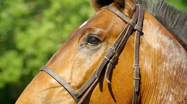 horse, profile, mane Wallpaper 640x960 Resolution
