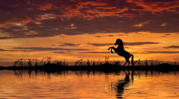 Horse Reflection And Sunset Wallpaper 1235x338 Resolution